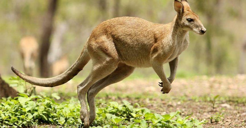 Australian Army Kangaroo Logo - FACT CHECK: Were Kangaroos Added to a Military Simulation Program?