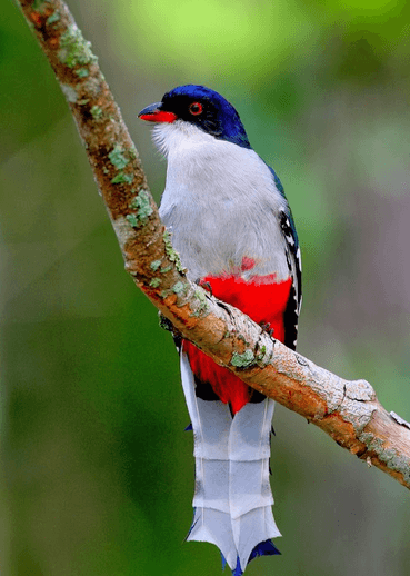 Red White Bird Logo - Red, White & Blue Cuban Bird Welcomes BirdsCaribbean International ...