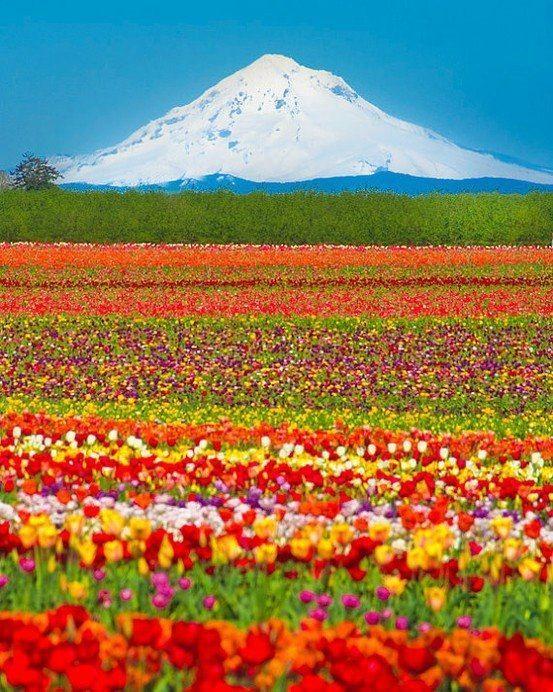 Flower Farm in California Logo - Mt. Shasta flower farm. California | EARTH CHAKRAS ☀ | Pinterest ...