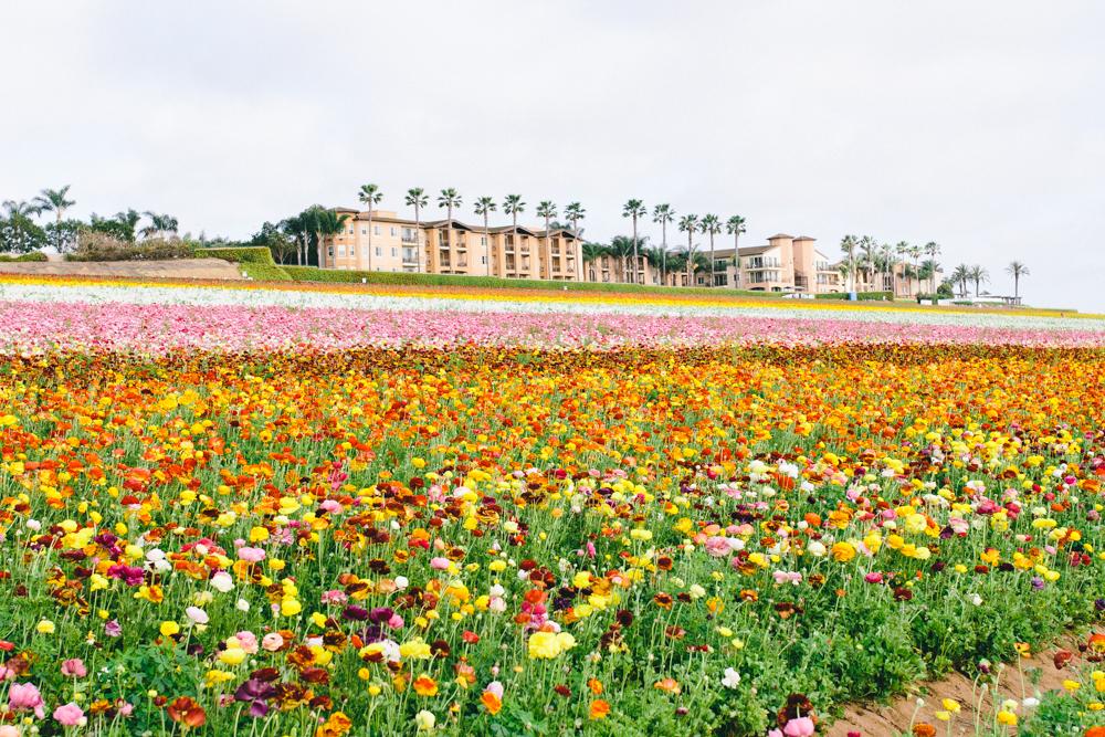 Flower Farm in California Logo - California Flower Farm | Devon Rachel