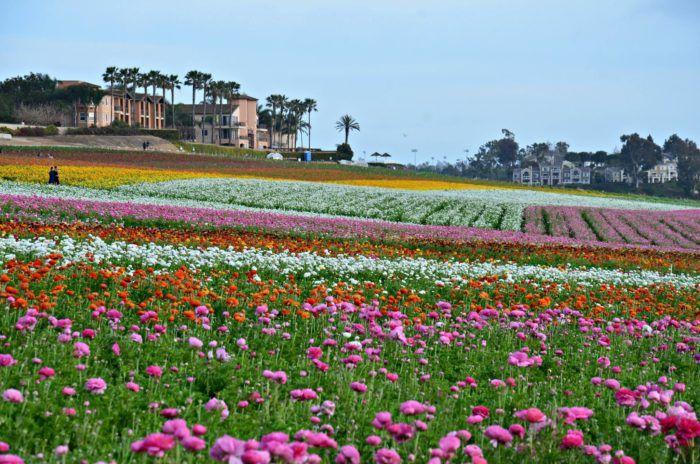 Flower Farm in California Logo - The Breathtaking Flower Farm Hiding In Southern California That ...