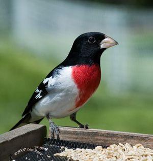 Red White Bird Logo - Birds in our neighborhood | Lower Olentangy Urban Arboretum