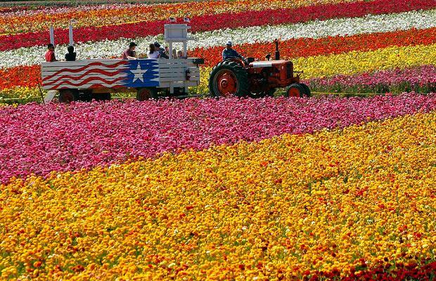 Flower Farm in California Logo - Pictures of the day: 8 April 2009 - Telegraph