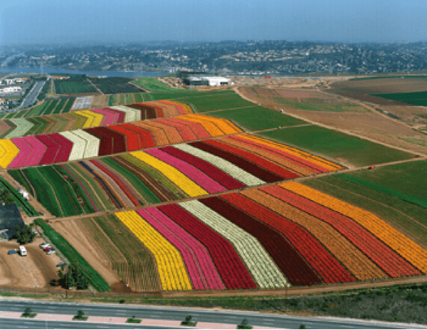 Flower Farm in California Logo - Beautiful Places & Spaces The Flower Farm, Carlsbad, California