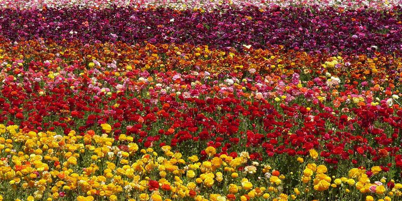 Flower Farm in California Logo - Farm Tours & Drives | Visit California