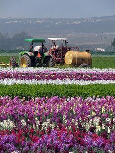 Flower Farm in California Logo - 1561 Best Flower Farm images | Beautiful gardens, Planting Flowers ...