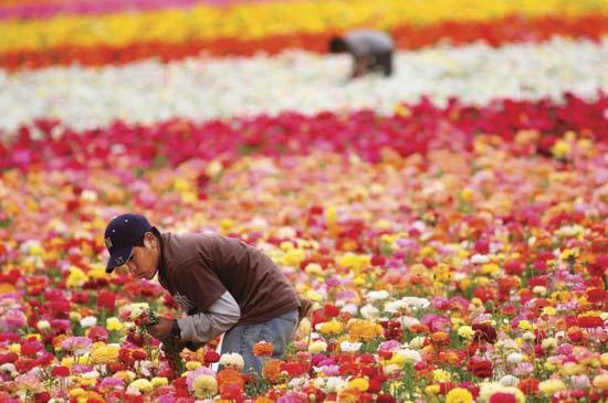 Flower Farm in California Logo - Carlsbad, California