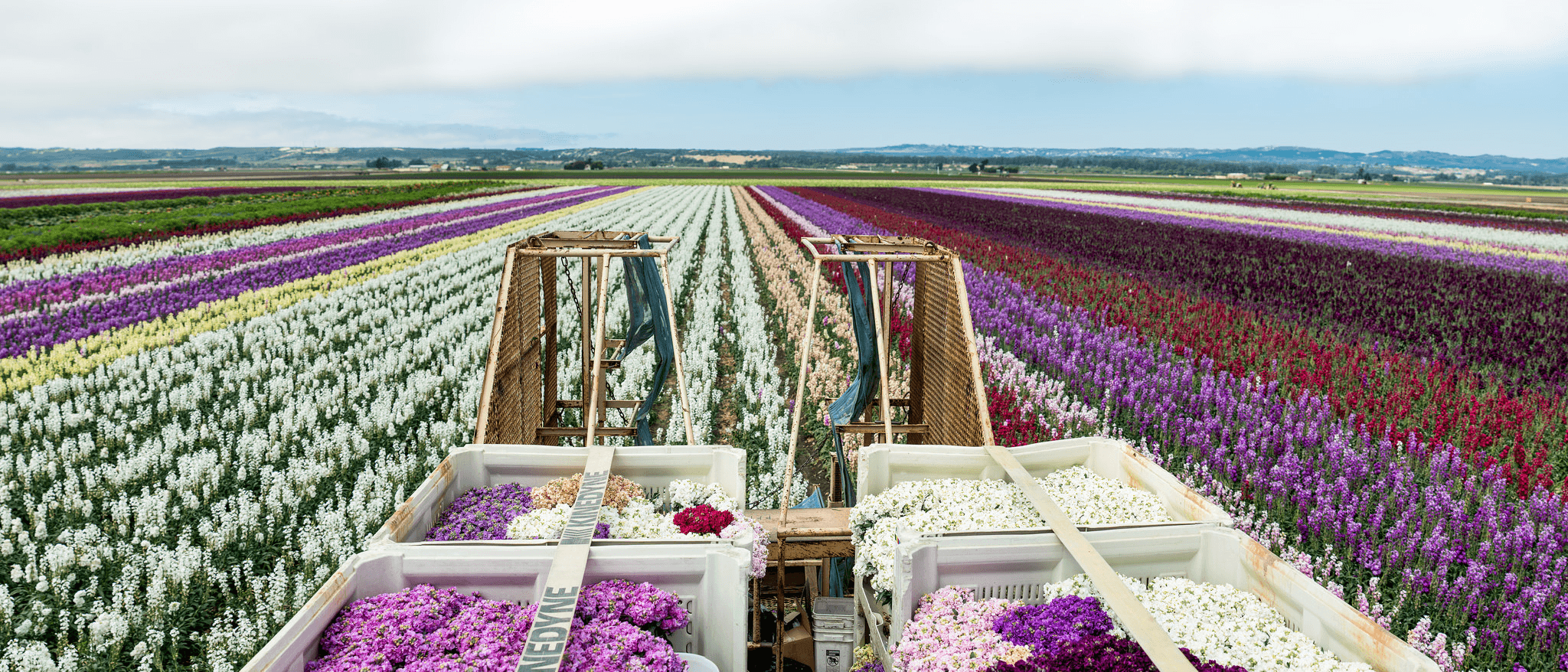 Flower Farm in California Logo - California Growing