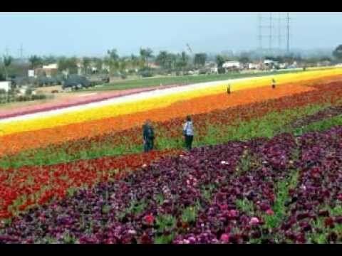 Flower Farm in California Logo - The Flower Fields, Carlsbad California March 2012 - YouTube