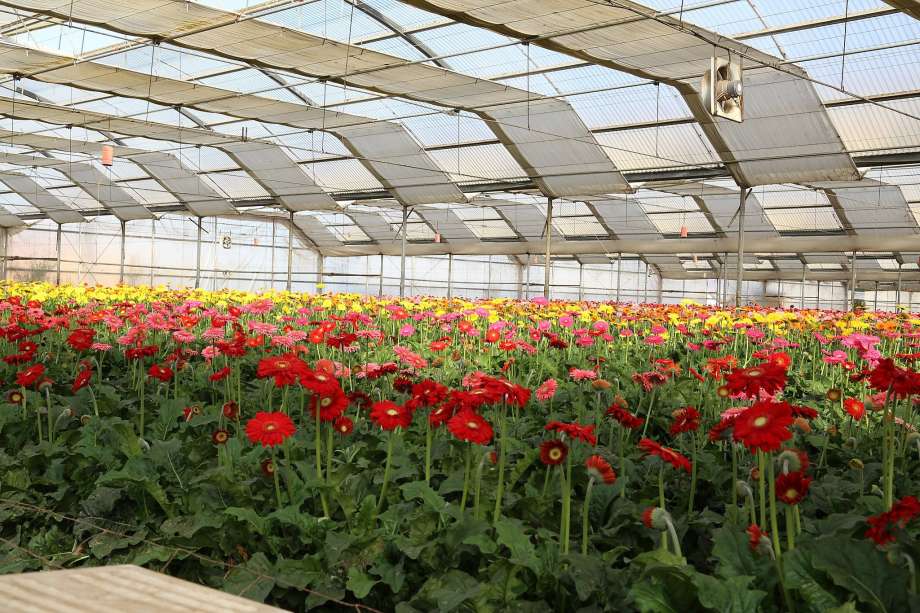 Flower Farm in California Logo - Tour Monterey Bay flower farms - SFGate