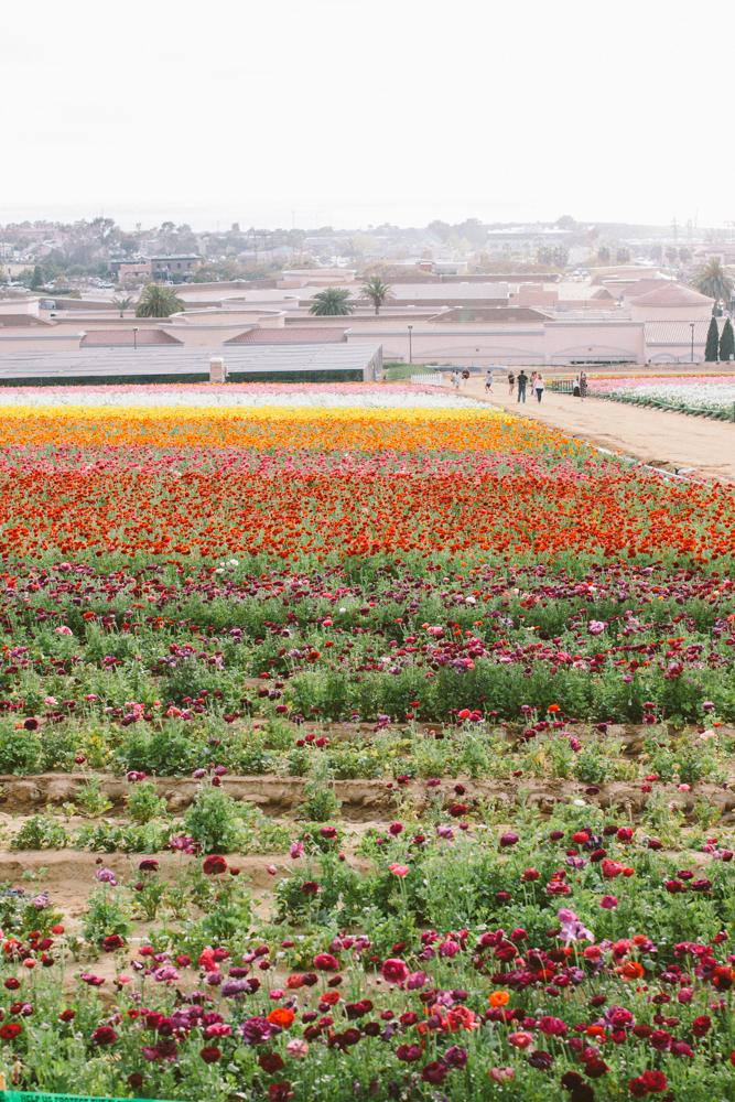 Flower Farm in California Logo - California Flower Farm | Devon Rachel