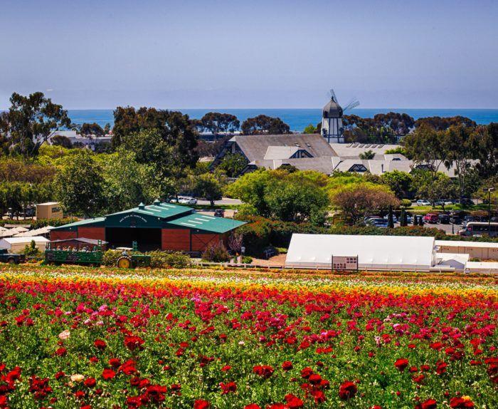 Flower Farm in California Logo - The Breathtaking Flower Farm Hiding In Southern California That ...