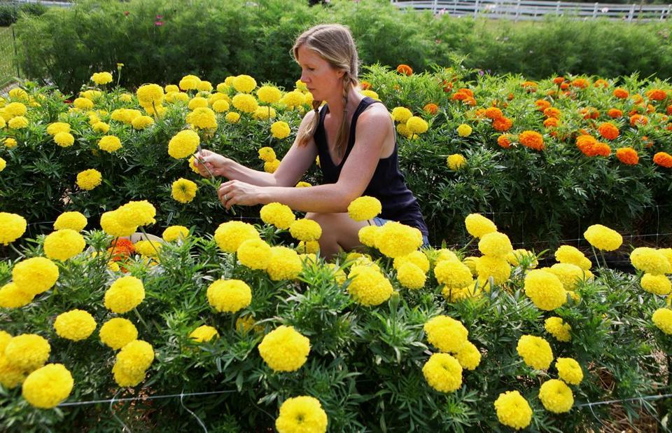 Flower Farm in California Logo - A flower farm — and a new farmer — bloom in Essex - The Boston Globe