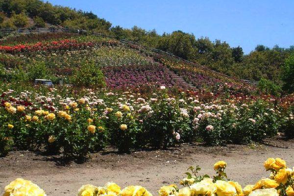 Flower Farm in California Logo - Rose Story Farm