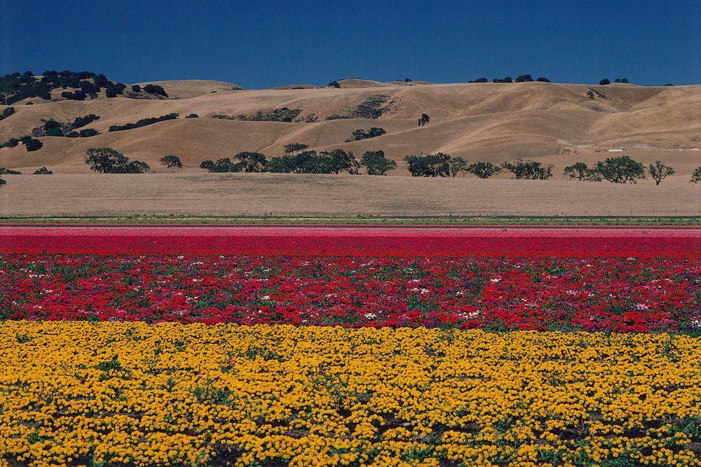 Flower Farm in California Logo - California, Flower Farm near Gilroy. Jake Rajs Image Archive