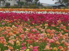 Flower Farm in California Logo - 25 Best California Grown Flowers images | Beautiful flowers, Bible ...