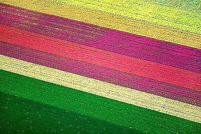 Flower Farm in California Logo - Airphoto - Aerial Picture of Flower Farm, Near Westmorland ...