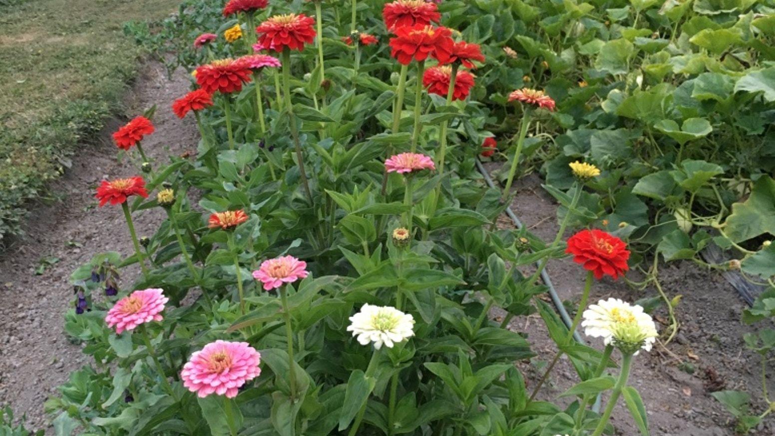 Flower Farm in California Logo - North Coast flower farm in search of growth by Devon Van Dam ...