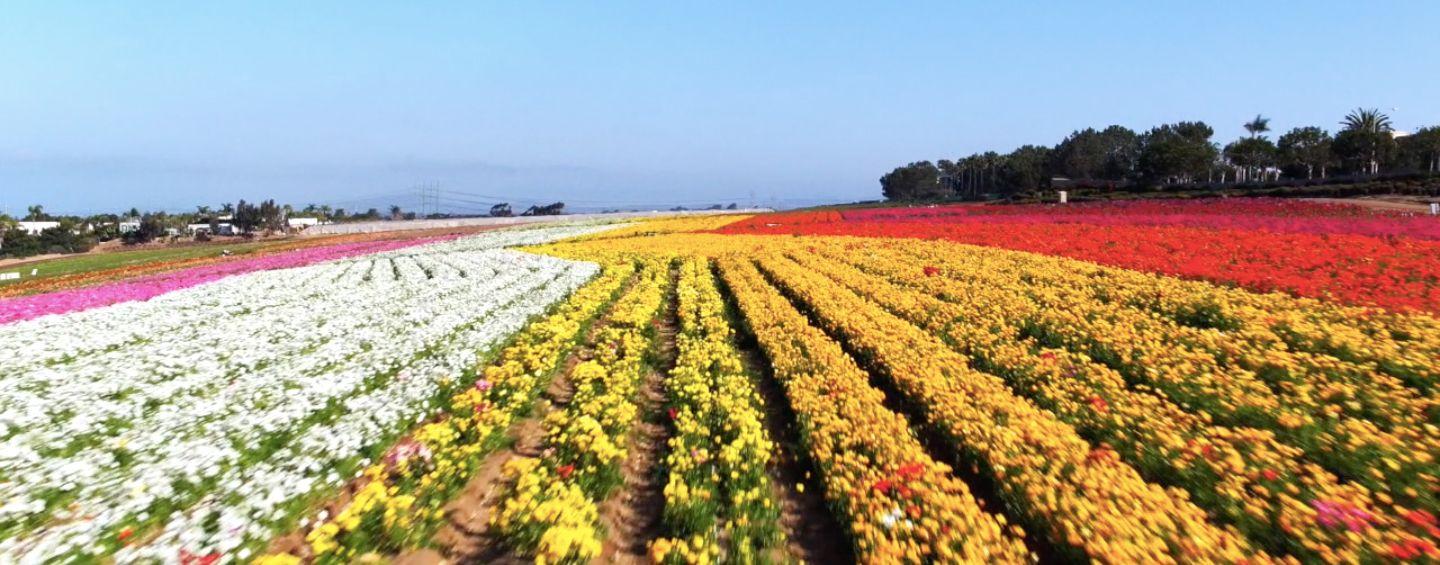 Flower Farm in California Logo - The Flower Fields at Carlsbad Ranch