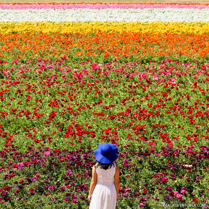 Flower Farm in California Logo - Beautiful California Flower Fields You Must Visit This Spring