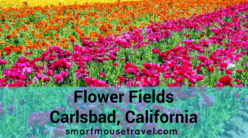 Flower Farm in California Logo - The Flower Fields at Carlsbad Ranch - Smart Mouse Travel