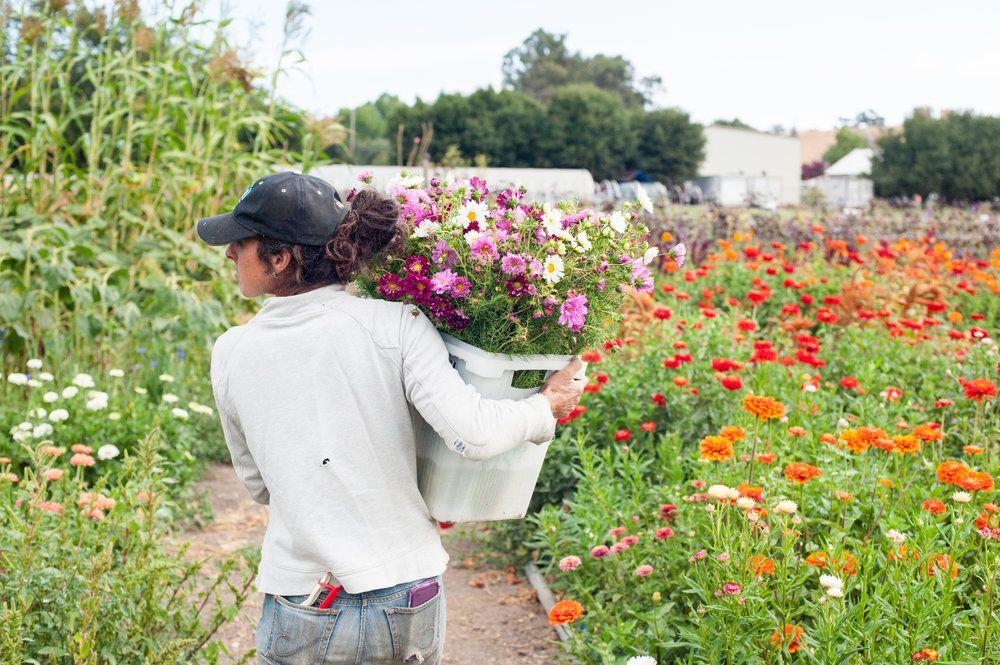 Flower Farm in California Logo - Meet The Farmer