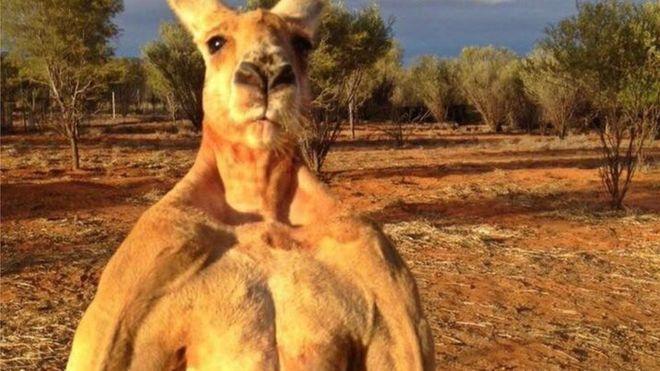 Red Kanagroo Older Company Logo - Roger the kangaroo: Enormous roo dies aged 12 - BBC News