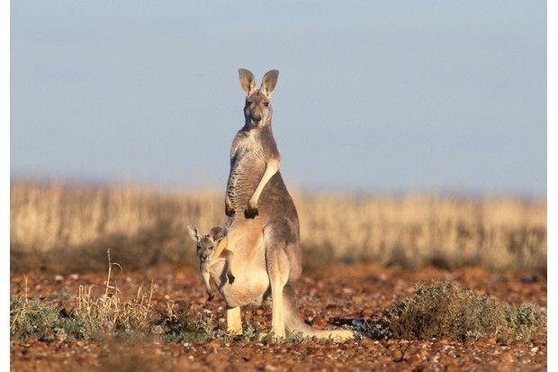 Red Kanagroo Older Company Logo - How long do joeys stay in the pouch?