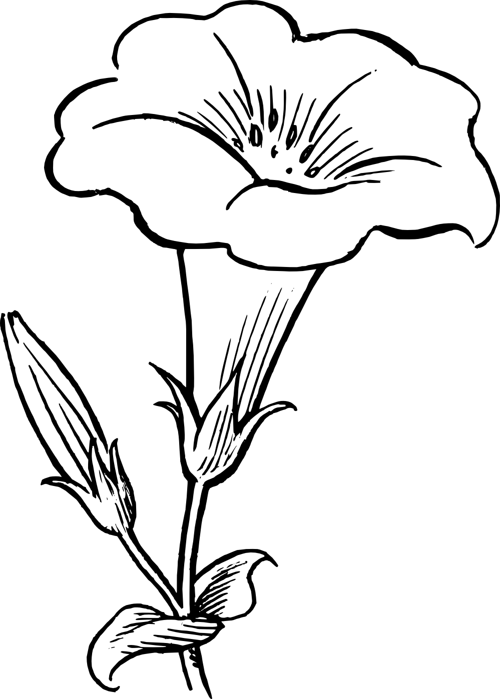 Flower Clip Art Black and White Logo - Black And White Flower Border Clipart Flower Black White Line Art