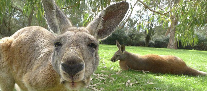 Red Kanagroo Older Company Logo - Kangaroo facts: interesting facts & information all about the kangaroo!