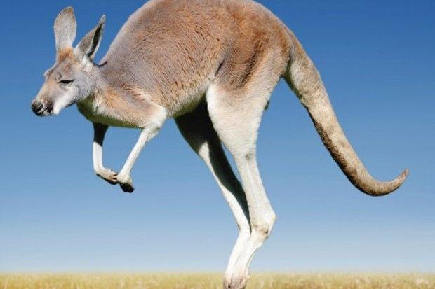 Red Kanagroo Older Company Logo - How long do joeys stay in the pouch?