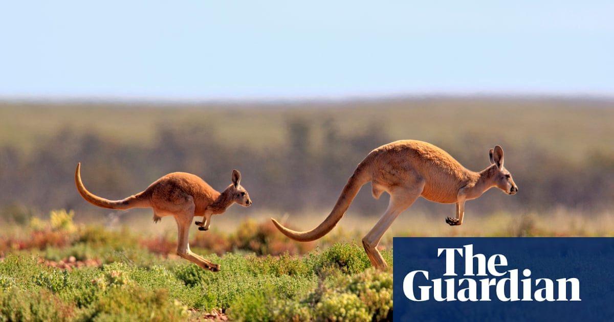 Red Kanagroo Older Company Logo - California set to ban kangaroo imports despite lobbying efforts by ...