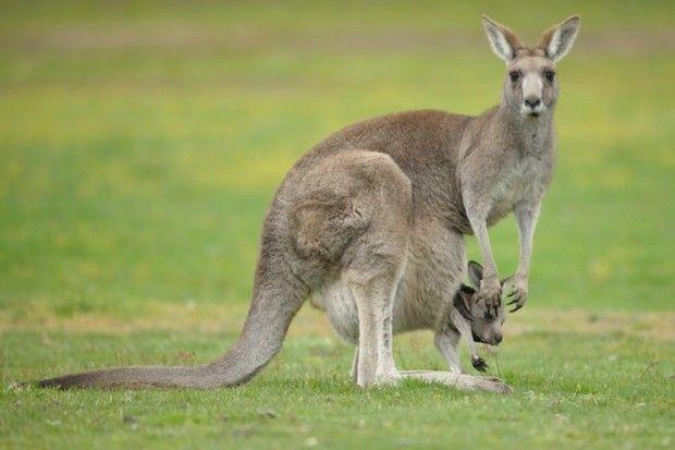 Red Kanagroo Older Company Logo - How long do joeys stay in the pouch? - Discover Wildlife