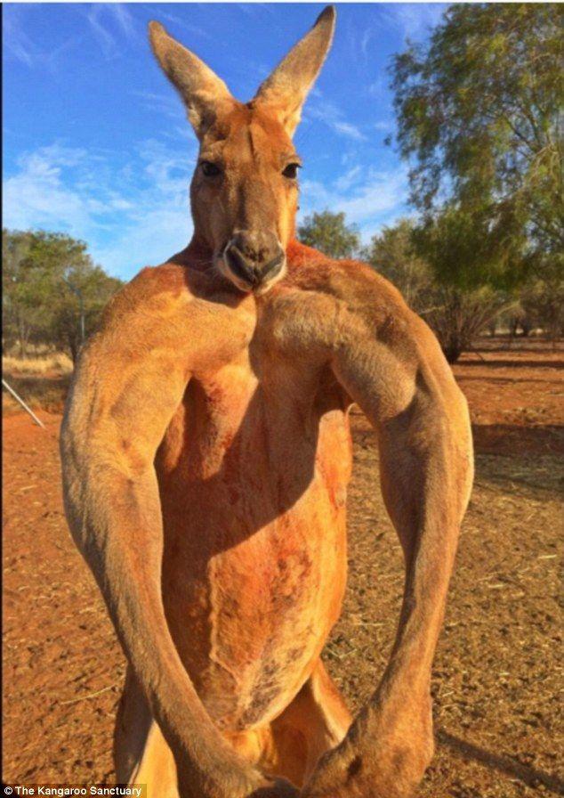 Red Kanagroo Older Company Logo - Roger the musclebound kangaroo is back and it looks like he's been ...