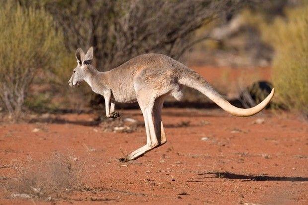Red Kanagroo Older Company Logo - How and why do kangaroos hop? - Discover Wildlife