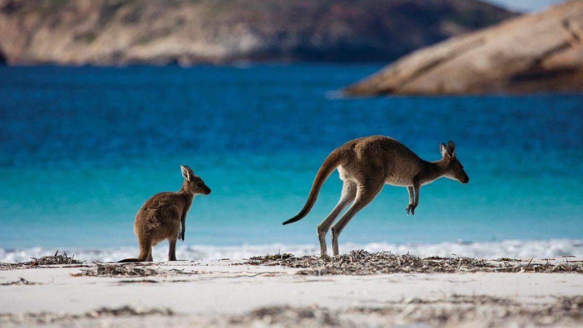 Red Kanagroo Older Company Logo - Where to see kangaroos in the wild