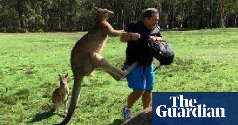 Red Kanagroo Older Company Logo - Kangaroo attacks on tourists prompt warnings to stop feeding them