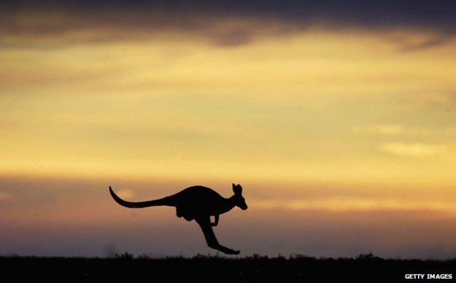 What Company Has a Kangaroo as Their Logo - Eating Skippy: Why Australia has a problem with kangaroo meat - BBC News