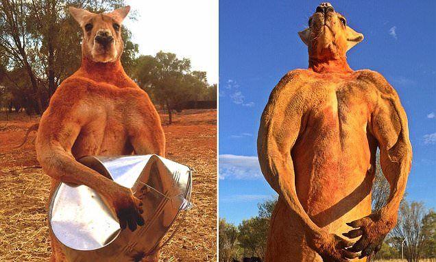 Red Kanagroo Older Company Logo - Roger the muscly kangaroo that took the internet