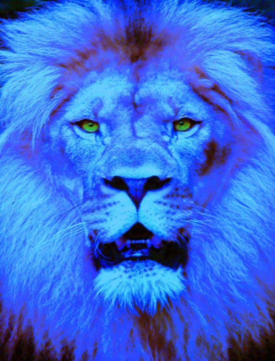 Red and Blue Lion Logo - ShukerNature: BLUE LIONS OF AFRICA AND ASIA
