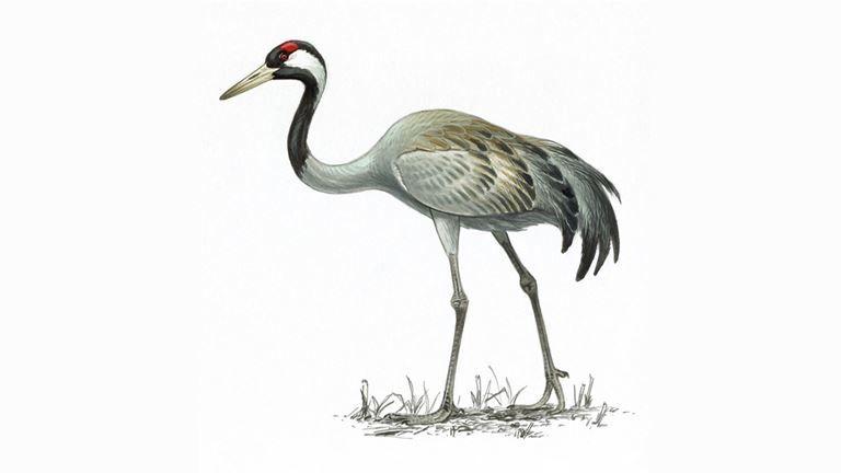 Crane Bird Logo - Crane Bird Facts | Grus Grus - The RSPB