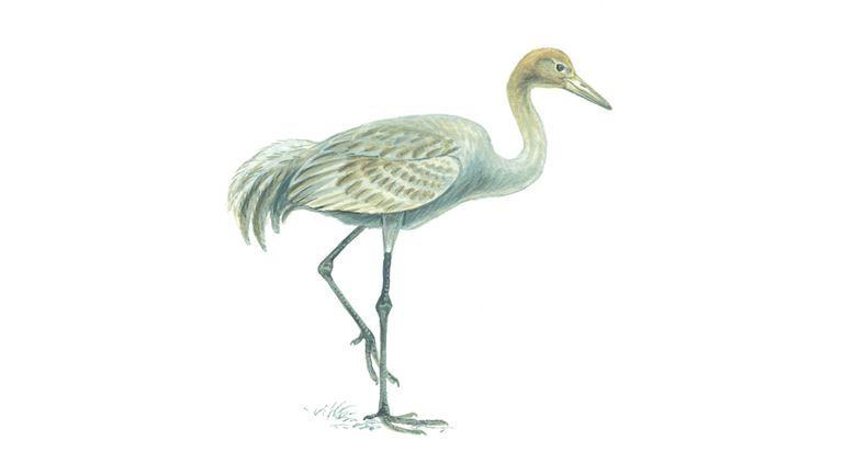 Crane Bird Logo - Crane Bird Facts | Grus Grus - The RSPB