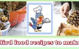 Tasty Bird Logo - Category: Bird Food Recipes | See Nature | Observing Nature in your ...