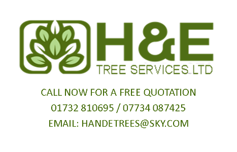 Tree H Logo - Home - H and E Tree Services Ltd