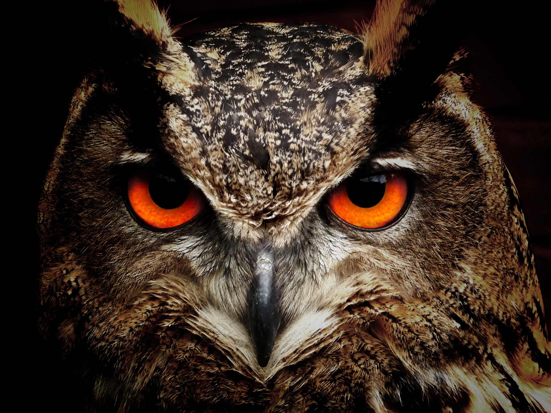 Fear Owl Eye Logo - Owl - Dream meaning and symbolism