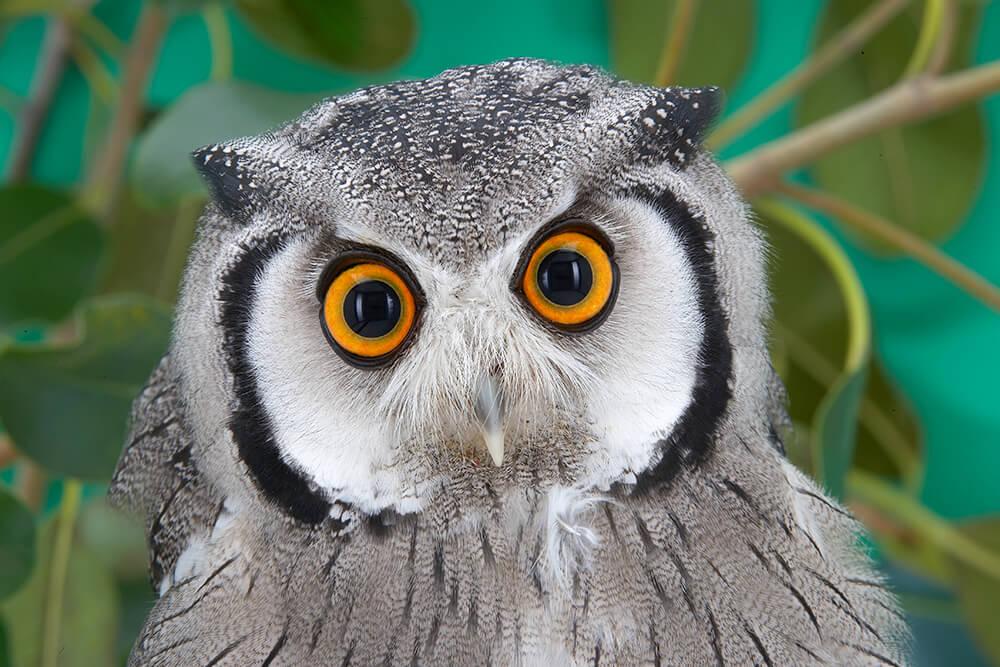 Fear Owl Eye Logo - Owl | San Diego Zoo Animals & Plants