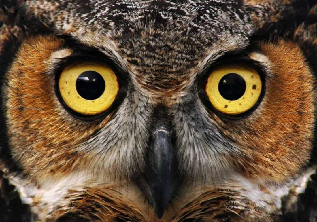 Fear Owl Eye Logo - Mysterious Facts About Owls