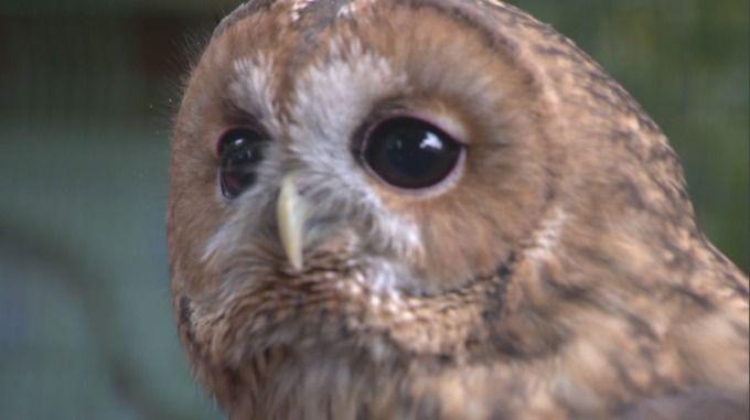 Fear Owl Eye Logo - Public urged to listen out for tawny owls amid fears they are