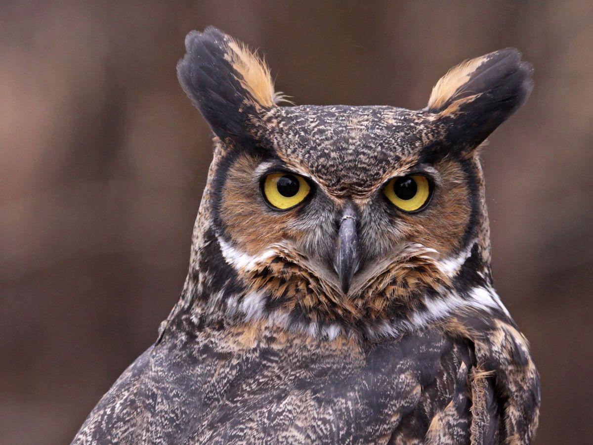 Fear Owl Eye Logo - Great Horned Owl Symbolism - Wild Gratitude
