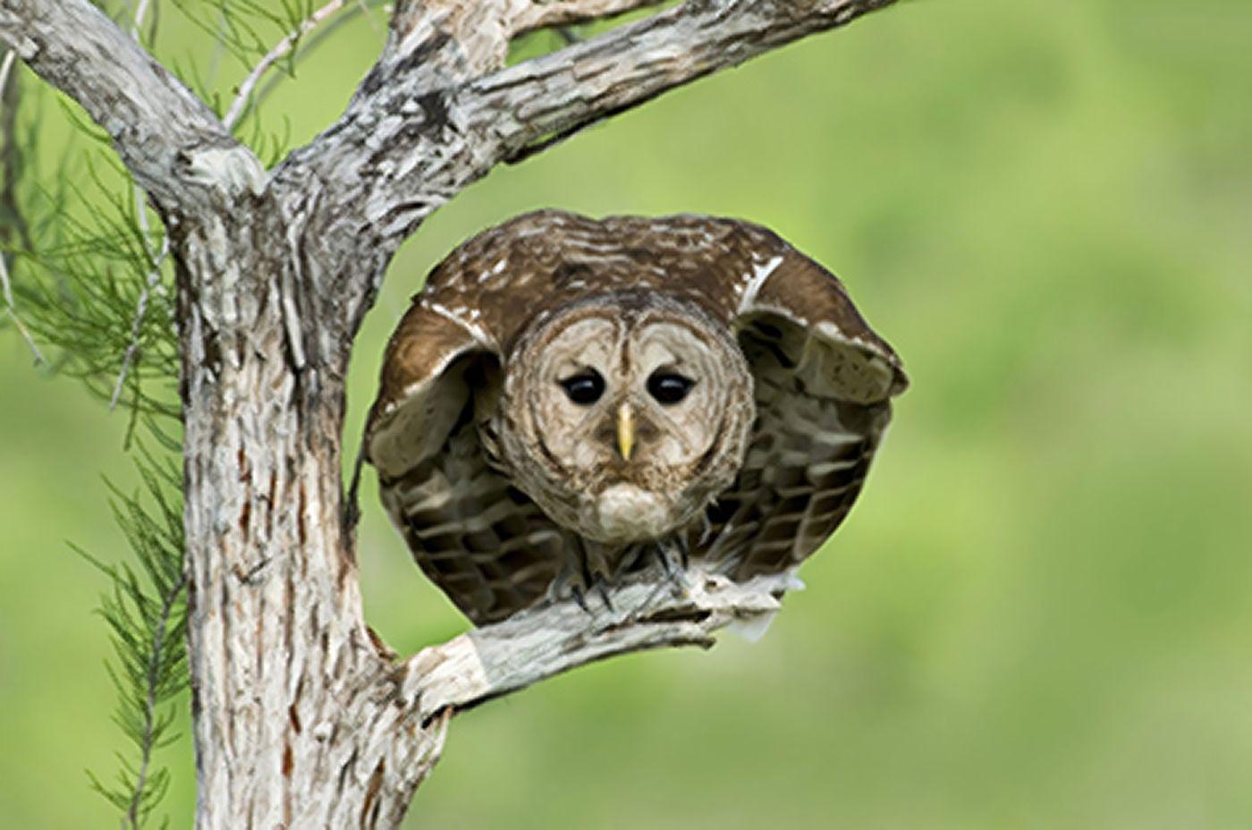 Fear Owl Eye Logo - Joggers run in fear as serial attacker (an owl) on loose in Oregon ...